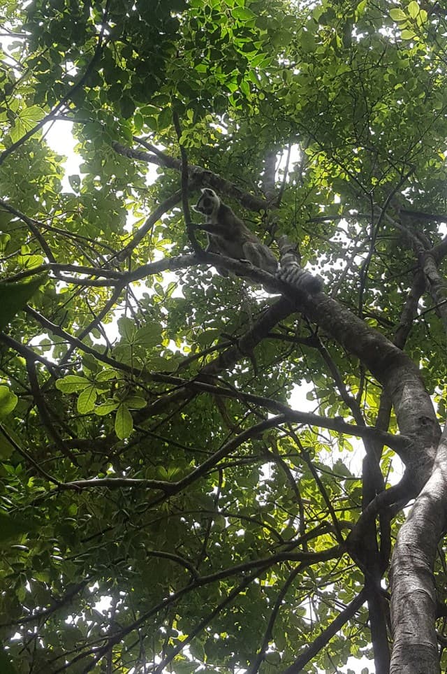 Als je geluk hebt, ontmoet je de schuwe maki's van Sakaviro Parc tijdens je hike.