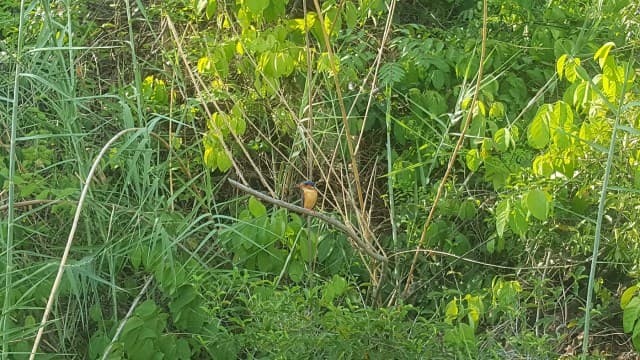 Ankarafantsika NP – Kingfisher