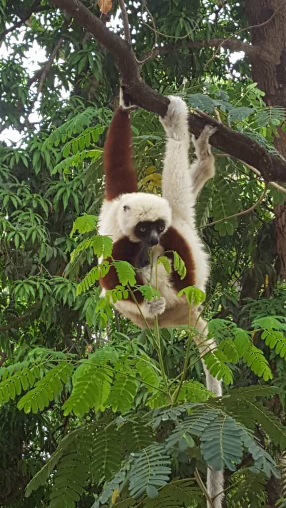 Lemur