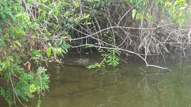 Ankarafantsika NP – Croc
