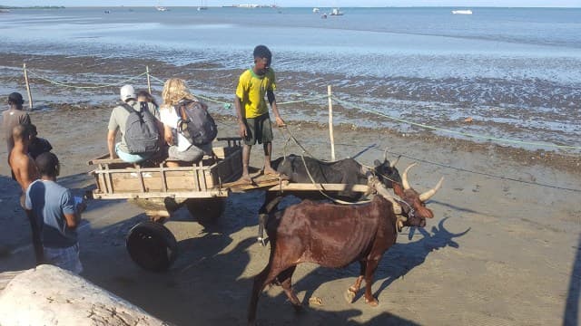 Anakao Zebu car tulear