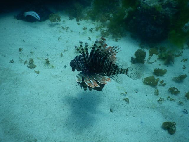 Anakao – diving lionfish