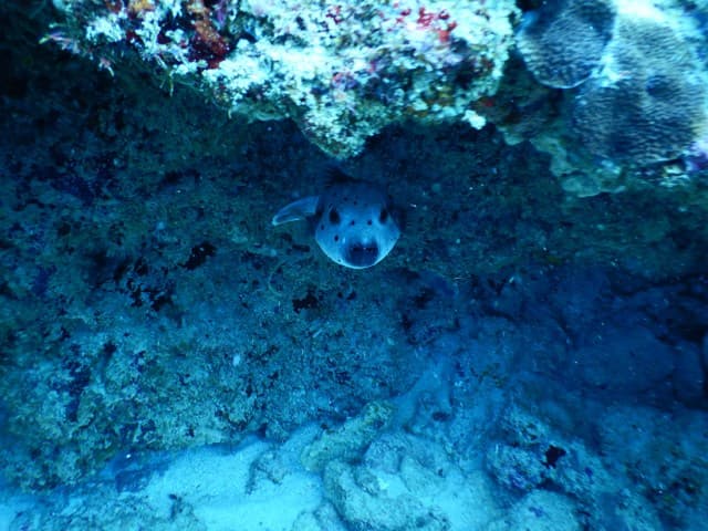 Anakao – diving pufferfish