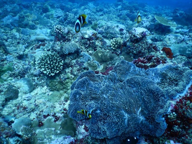 Anakao – diving anemone