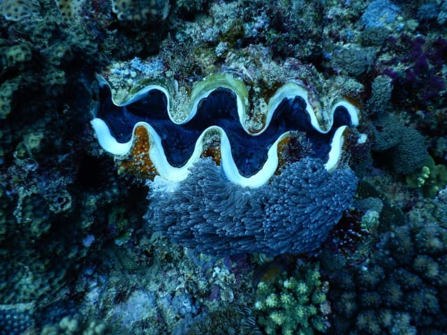 Anakao – diving clam