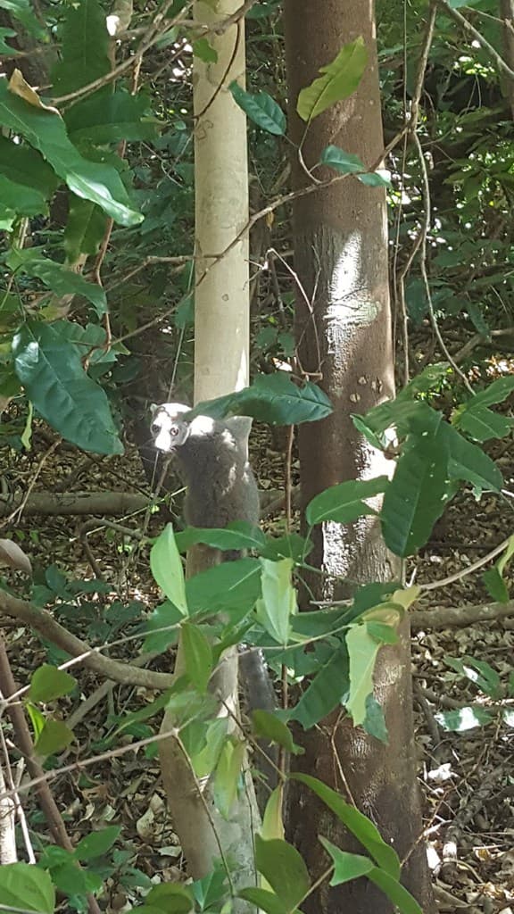 Wat het precies zijn? Een soort marters gespot tijdens de boswandeling in Ankarana NP.